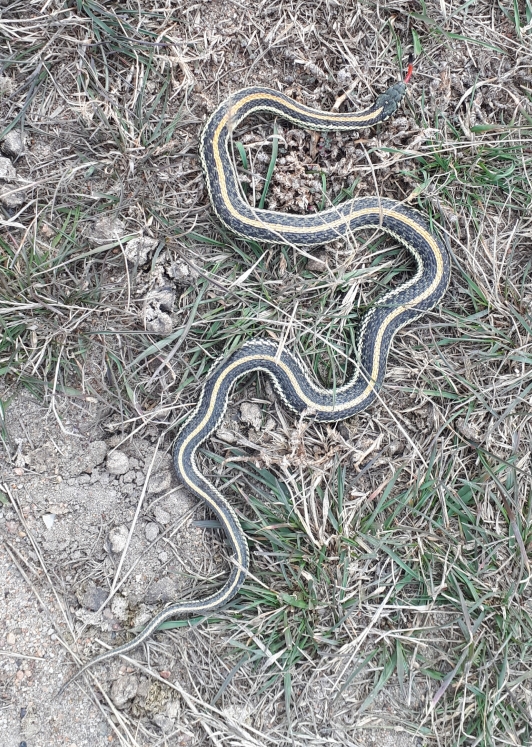 A very healthy looking garter snake
