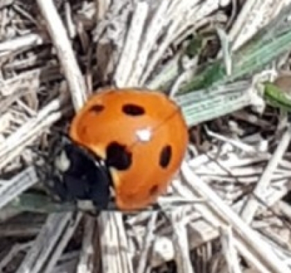 The first lady bug of the season