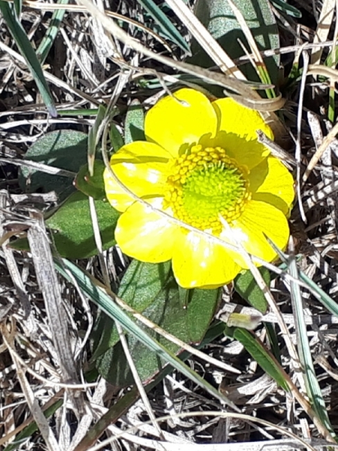 Shinning leaved buttercup
