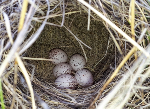 meadow lark nest with eggs
