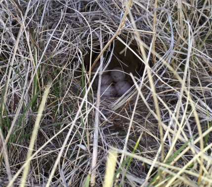 A very well hidden nest!