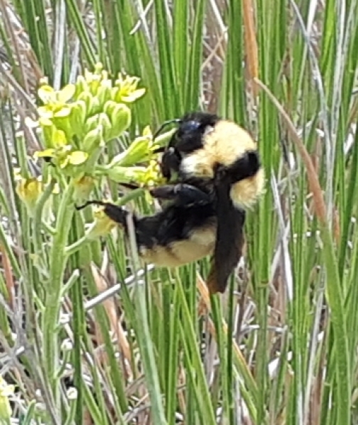 A fat bumble bee getting lunch