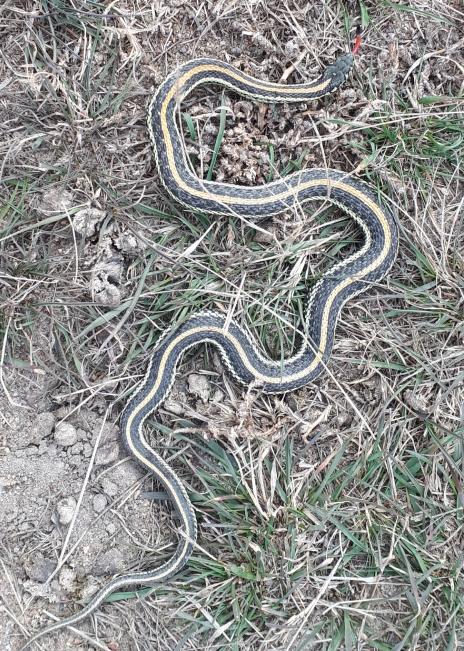 a garter snake in the grass