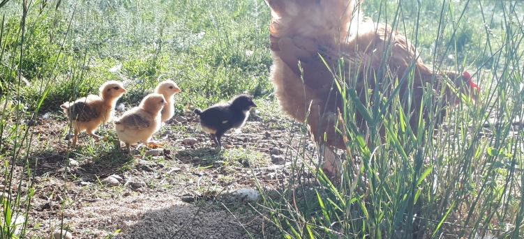 Clucky Hen hatched out 4 little ones