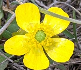 Early cinqfoil adds spring colour