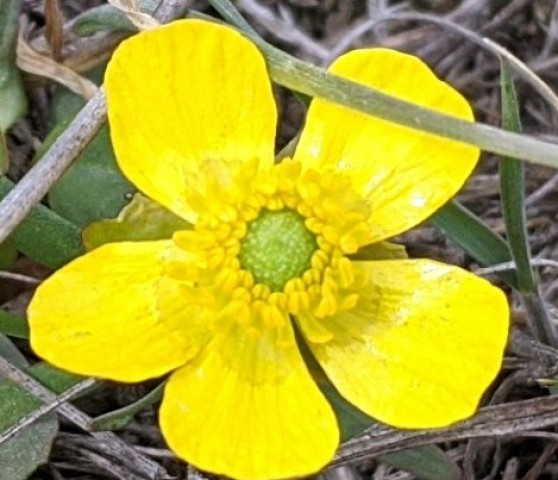 Early cinqfoil adds spring colour