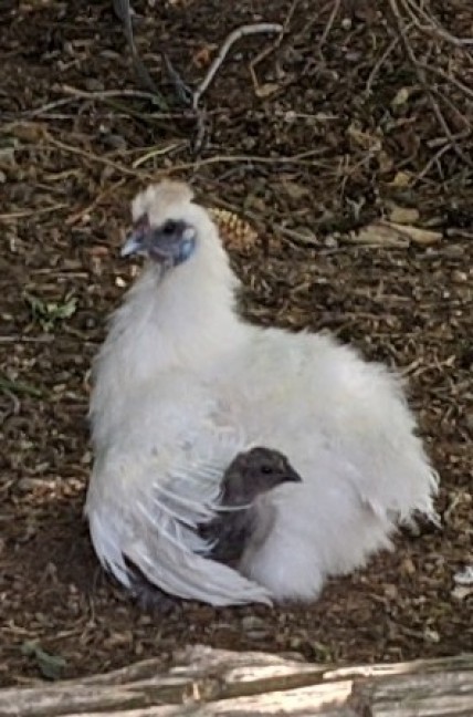 Our little silkie hen hatched some babies