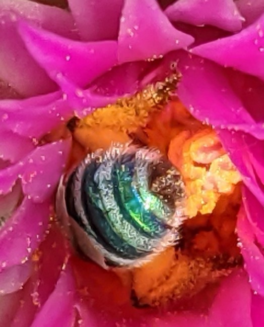 A bee in a cactus blossom