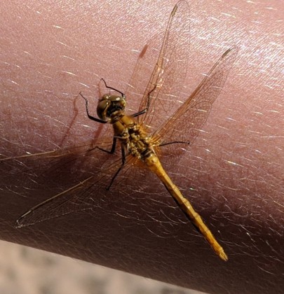 A damsel fly on Reyds arm