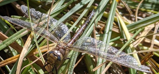 Dragon fly hiding in the grass