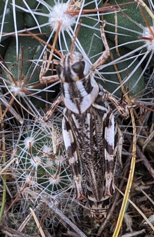 Grass hopper hiding in the cactus