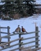 Pheasants looking for food