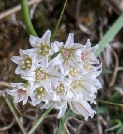 Wild prairie onion in bloom
