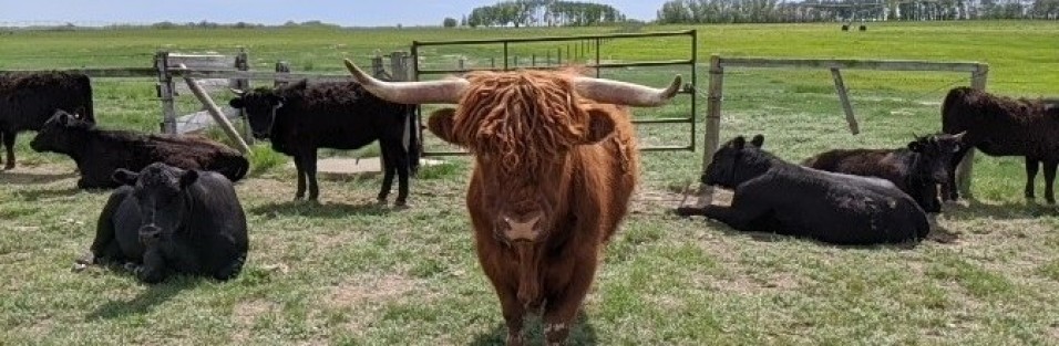 Bid Ed the highland bull