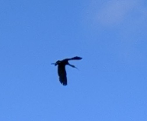 A white faced Ibis in flight
