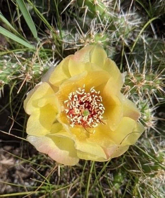Cactus blosson
