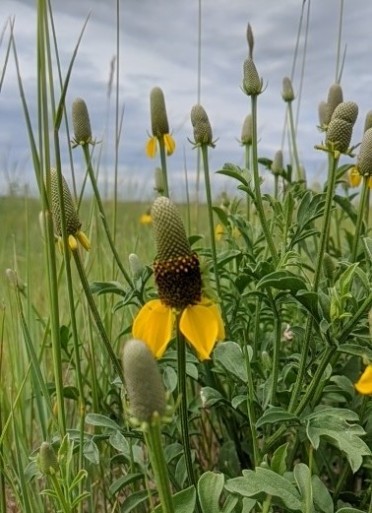 Yellow prairie cone flower