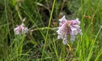 Lilac flowered beardtongue