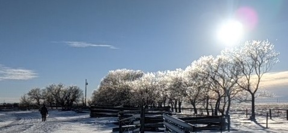 Ice and frost coated trees
